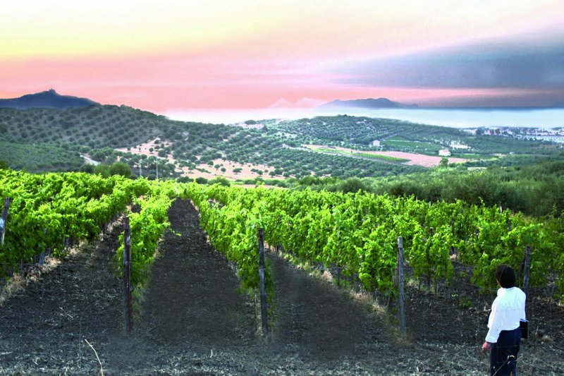 Spin Winera: App di Slot e Giochi d'Azzardo in Italia - Recensione e Opinioni